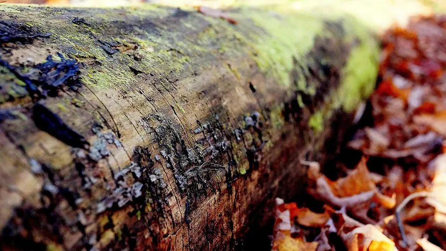 Bild von Untitled von Володимир Василишин, Роботи на склі Medium